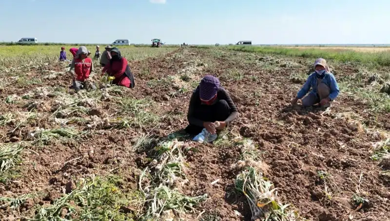 Rusya, Almanya ve İspanya’nın Antibiyotiği: Hasat Tüm Hızıyla Başladı