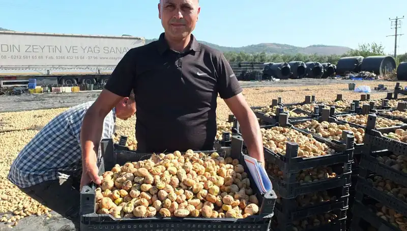 Balıkesir'de Yeni Hasat Dönemi: Çin ve Rusya'ya İhraç Başladı!