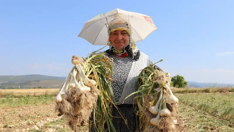 Güneş Altında İş: Kavurucu Sıcakta Çalışanların Günlük Kazancı 1200 TL!