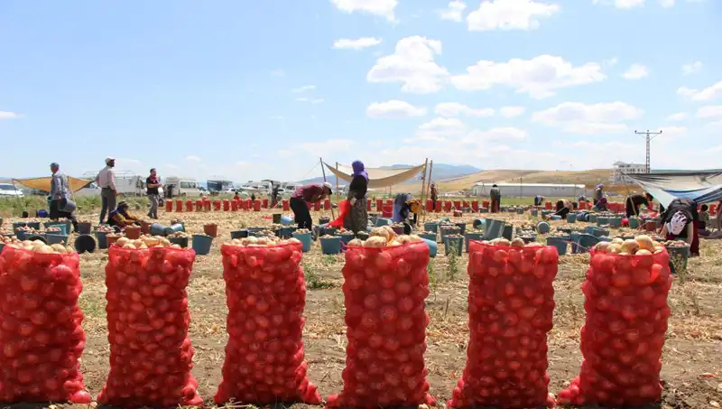 Amasya Elması: Avrupa ve Rusya Pazarlarında "Elma Kadar Tatlı" Başarı