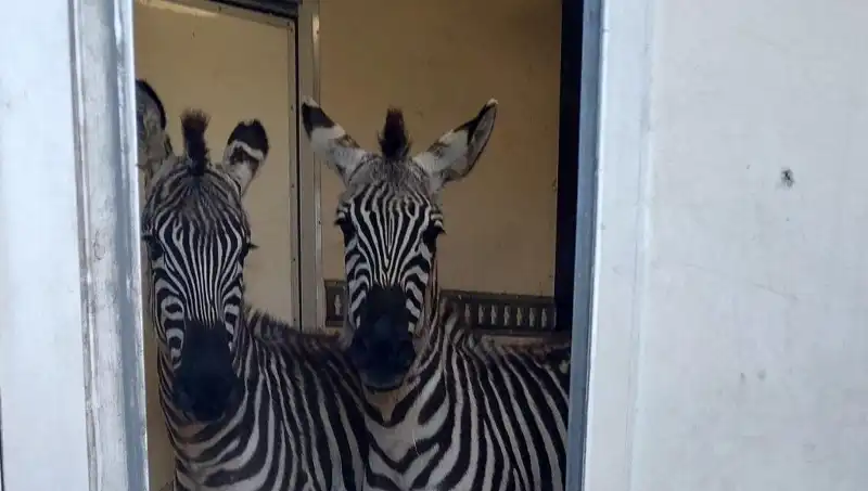 Sınırda Durdurulan Minibüsten Çıkanlar Şaşırtıyor: Zebra, Maymun, Antilop ve Kuğu!
