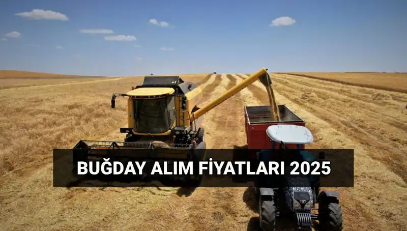 2025 Buğday Alım Fiyatları ve Ödeme Tarihleri Hakkında Her Şey