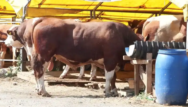 Kurban Pazarlarında Bir Gelenek: Hareketlilik Artıyor!