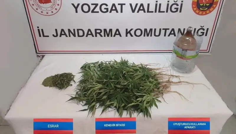 Yozgat’ta İki Kişinin Evinin Bahçesinde Kenevir Yetiştirildiği Ortaya Çıktı