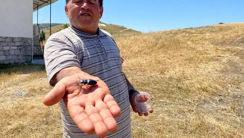 Sivas'ta Görülen Bu Böceği Öldürenler 557 Bin TL Cezayla Karşılaşabilir