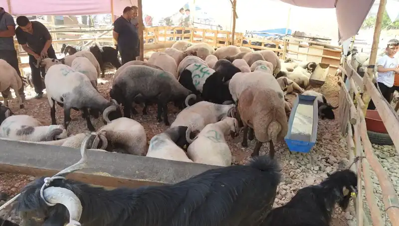 Kurban Bayramı'nda Hayvan Pazarlarında Görülen Akıl Almaz Yoğunluk
