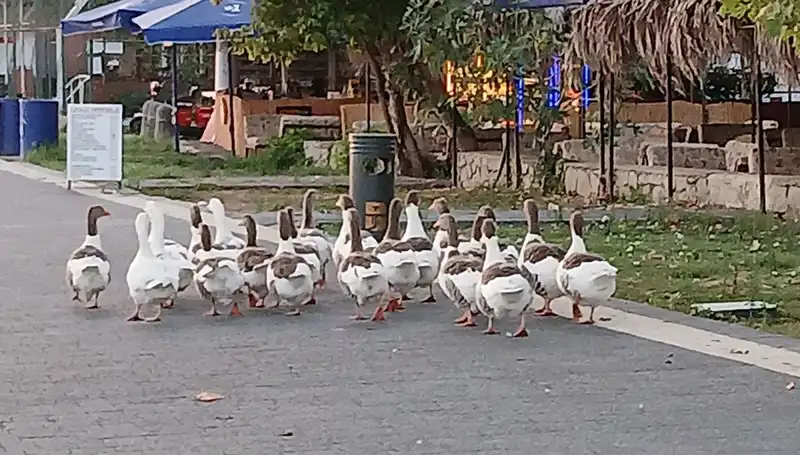 Denizde Yüzen Kazlar Kümese Kapandı: Sır Perdesi Aralanıyor!