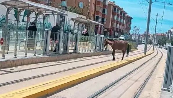 Eskişehir'de Tramvay Raylarında Baş Buzağısı: Şehirde Hem Şaşkınlık Hem Neşe Yarattı