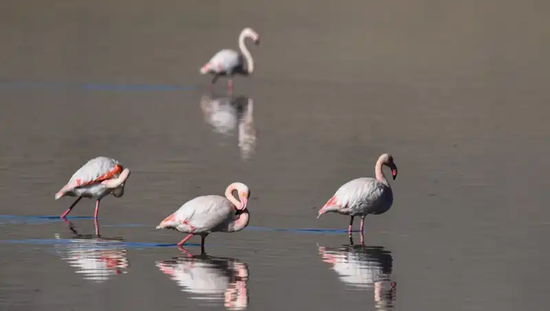 Kuraklığın Etkisi: Flamingoların Yaşam Alanları Tehlikede