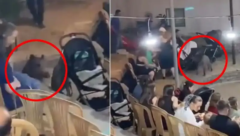 Düğün Yemeğine Dalgan Yaban Domuzu: Şok Anlar Yaşandı!