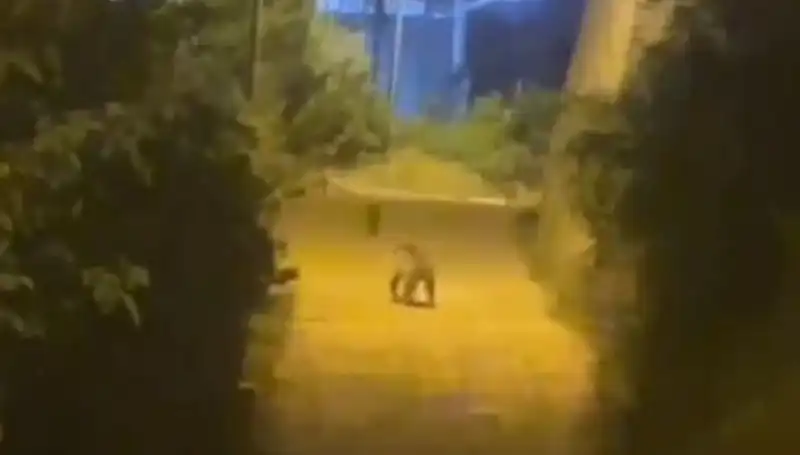 Gümüşhane Merkezine İnen Ayı: Vatandaşlar Şoke Oldu!