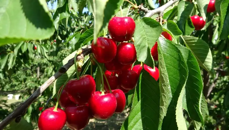 Çay Bardağına Sığmayan Ürünler: Hasat Zamanı Geldi!