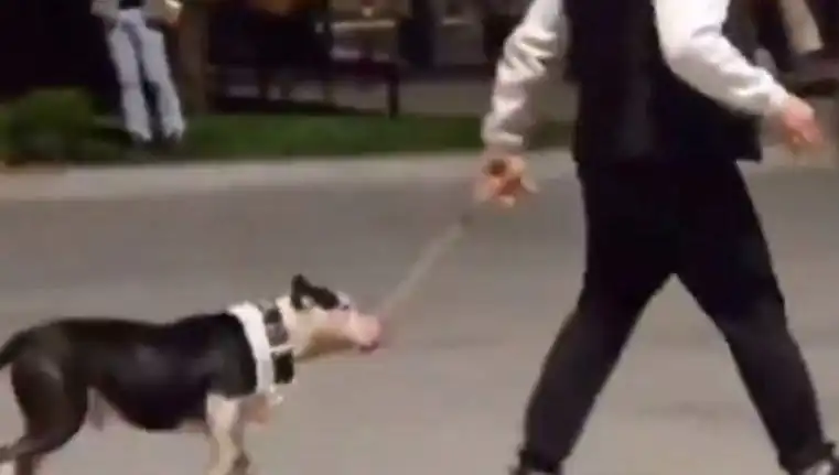 Ağızlıksız Pitbull, Kontrolden Çıktı: Sahibine Ceza!