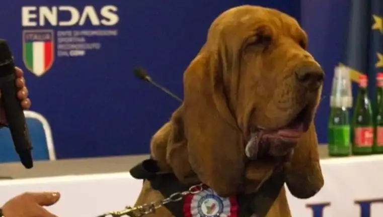 Arama Köpeğine Düzenlenen Suikast: Çivili Sosisle Öldürüldü!