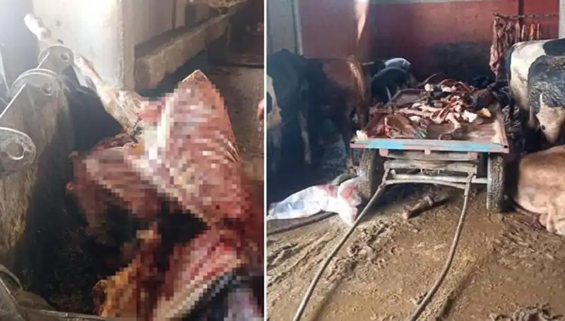 Adana'da 2,5 Ton At Eti Ele Geçirildi: Kurtarılan Atlar Hayvanseverleri Sevindirdi