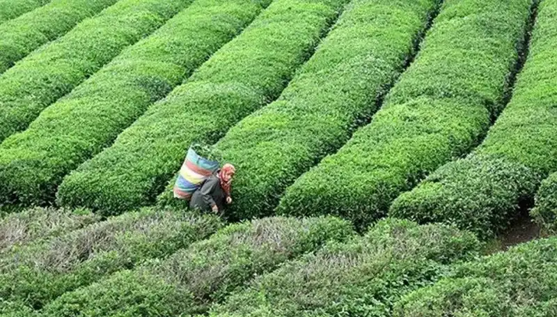 ÇAYKUR'dan Bayram Müjdesi: Yaş Çay Alımına Devam!