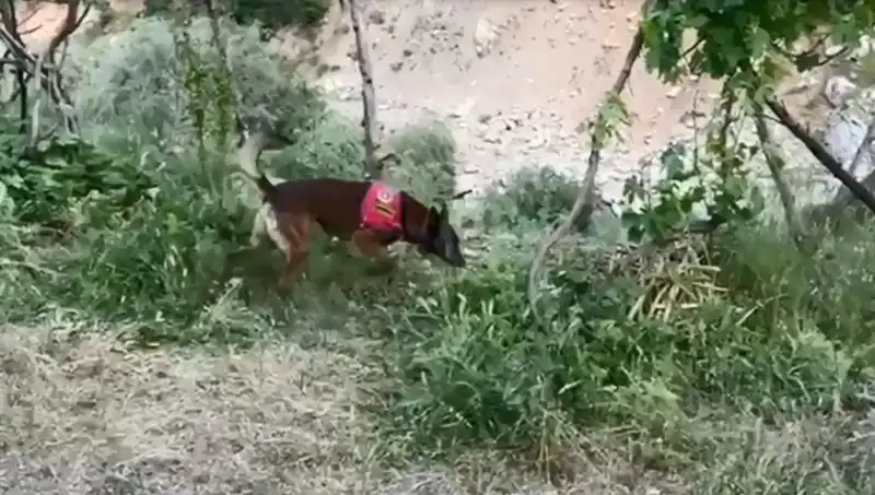 Dere Kenarındaki Gizli Esrarı Dedektör Köpek Ortaya Çıkardı!