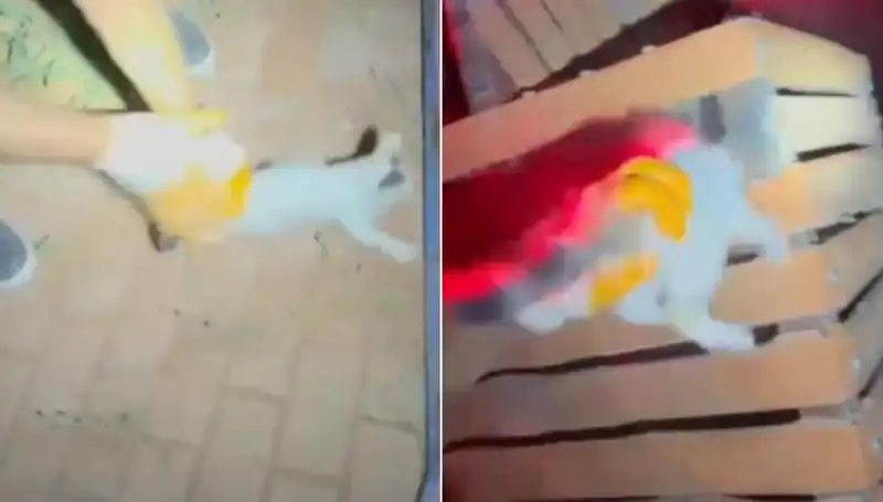 Gece Yarısı İtfaiyesi: Kediyi Kurtarma Operasyonu Hayran Bıraktı