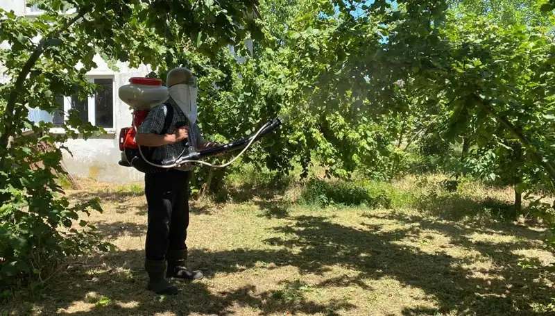 Çiftçilerin Kükürt ve Samuray Arısıyla Mücadelesi: Umut ve Zorluklar