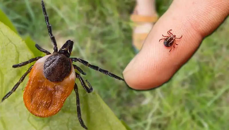 Kene Isırmalarına Dikkat! Önlemleri ve Tedavi Yöntemlerini Öğrenin