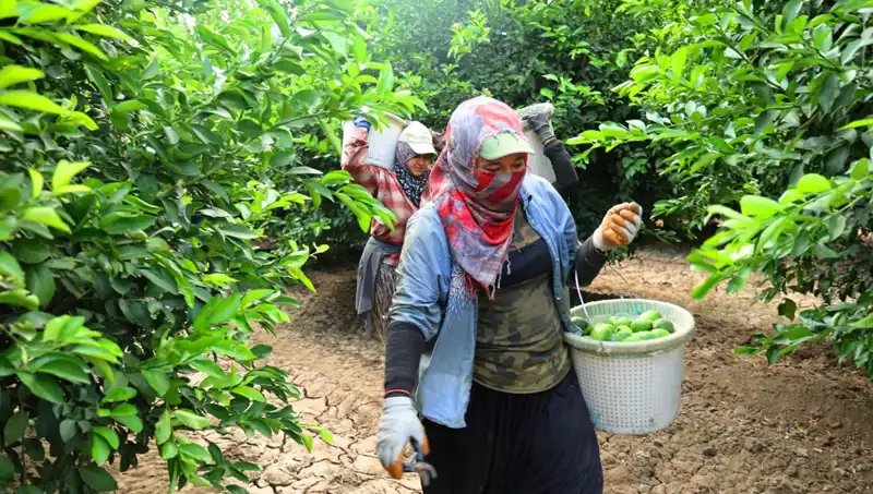 Marketlerde Patates Fiyatları Uçuşa Geçti: Hasat Sezonu Umut Vadediyor