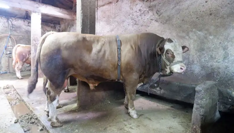Dikkat Çekici Bir Alım: 1 Ton 200 Kilo İle Ulaşan Tarihi Satış!