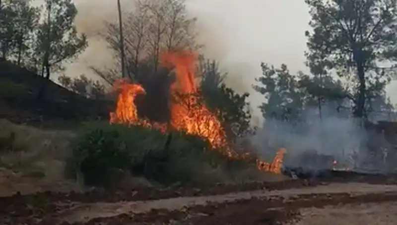 Denizli'de Korkutan Orman Yangını: Hızla Yayılıp 7 Hektar Alanı Tahrip Etti